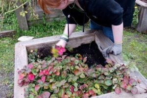 Garden Photo
